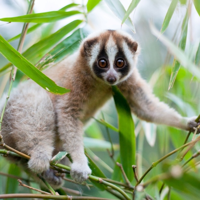 Ein kleiner Lori mit großen Augen zwischen grünen Bambusblättern